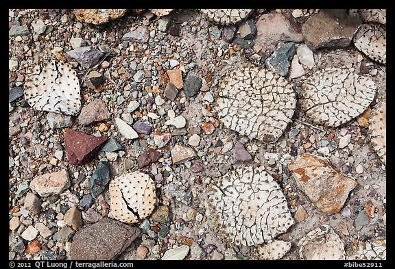 Desicatted cactus leaves on desert floor. Big Bend National Park (color)