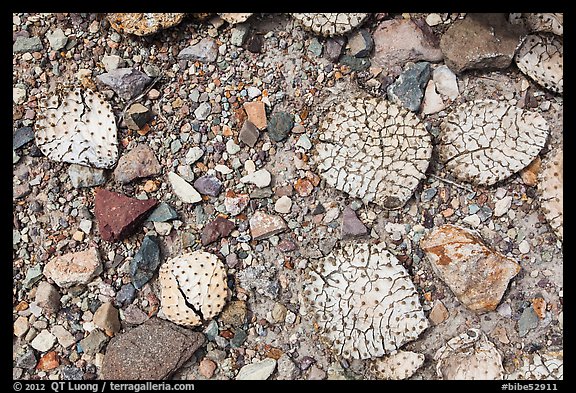 Desicatted cactus leaves on desert floor. Big Bend National Park, Texas, USA.