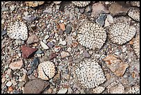 Desicatted cactus leaves on desert floor. Big Bend National Park, Texas, USA.