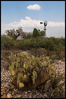 Cactus, windmill, and cottonwoods, Dugout Wells. Big Bend National Park ( color)