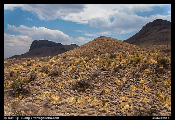 Desicatted desert plants. Big Bend National Park (color)