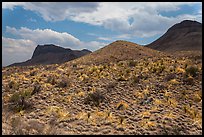 Desicatted desert plants. Big Bend National Park, Texas, USA. (color)