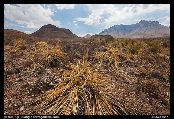 Chihuahuan desert in drought. Big Bend National Park (color)