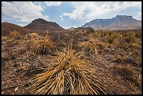 Chihuahuan desert in drought. Big Bend National Park, Texas, USA. (color)