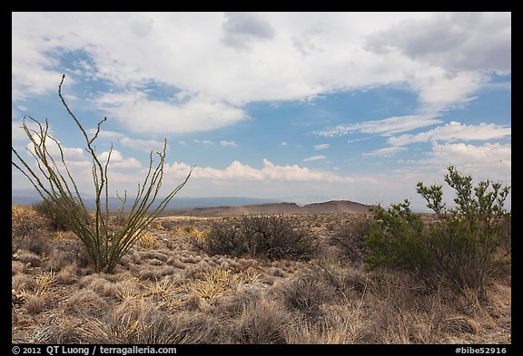 Chihunhuan Desert with dried vegetation. Big Bend National Park, Texas, USA.