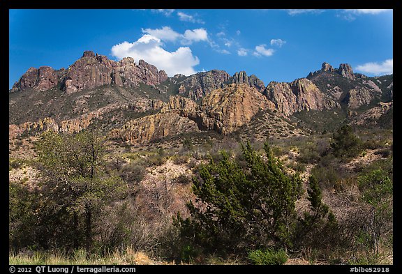 Trees in Chisos Mountains. Big Bend National Park (color)