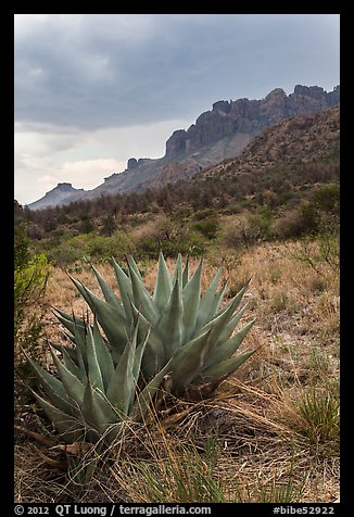 Agave, approaching storm, Chisos Mountains. Big Bend National Park, Texas, USA.