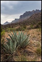 Agave, approaching storm, Chisos Mountains. Big Bend National Park, Texas, USA. (color)