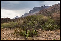 Storm over Chisos Mountains. Big Bend National Park, Texas, USA. (color)