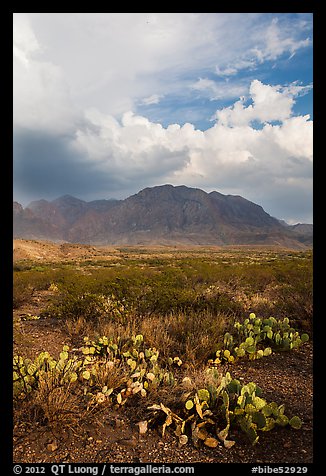 Cactus, Chisos Mountains, and clearing storm. Big Bend National Park, Texas, USA.