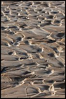 Mud ripples, Terlingua Creek. Big Bend National Park, Texas, USA. (color)