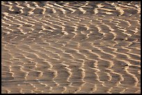 Mud flat close-up. Big Bend National Park, Texas, USA. (color)