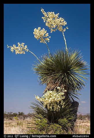 Yucca in bloom. Big Bend National Park, Texas, USA.