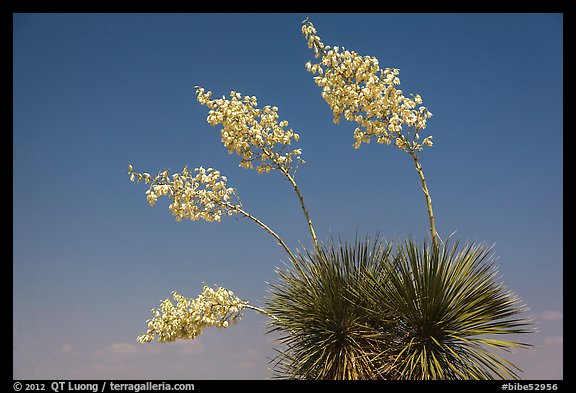 Cluster of yucca blooms. Big Bend National Park (color)