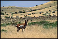 Desert Pronghorn. Big Bend National Park, Texas, USA.