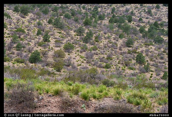 Patchy woodland of junipers and pines climbs a dry hillside, interspersed with shrubs and clumps of yucca. Big Bend National Park (color)