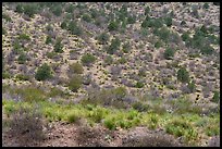 Patchy woodland of junipers and pines climbs a dry hillside, interspersed with shrubs and clumps of yucca. Big Bend National Park ( color)