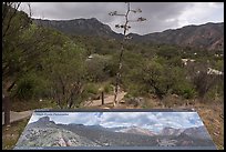 Chisos Basin interpretive sign. Big Bend National Park ( color)