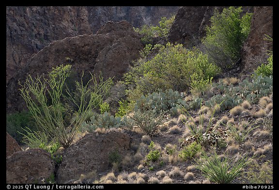 Ocotillo, prickly pear, and other Chihuahuan Desert plants crowd a rocky hillside at the mouth of a rugged canyon. Big Bend National Park (color)