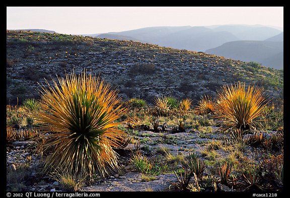 Yuccas at sunset on limestone bedrock. Carlsbad Caverns National Park, New Mexico, USA.