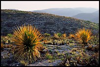 Yuccas at sunset on limestone bedrock. Carlsbad Caverns National Park ( color)