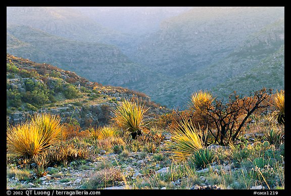 Limestone hills with yuccas, sunset. Carlsbad Caverns National Park, New Mexico, USA.