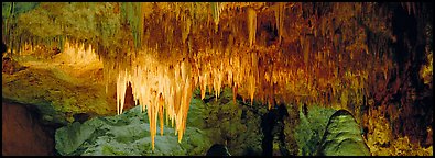 Cave roof with stalactites in Big Room. Carlsbad Caverns National Park (Panoramic color)