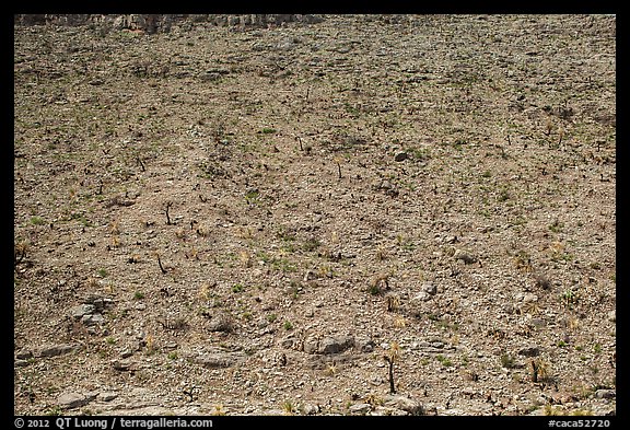 Rocky slope with burned cactus. Carlsbad Caverns National Park (color)