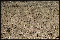 Rocky slope with burned cactus. Carlsbad Caverns National Park ( color)