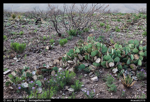 Wildflowers and cactus. Carlsbad Caverns National Park (color)