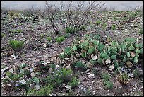 Wildflowers and cactus. Carlsbad Caverns National Park, New Mexico, USA. (color)