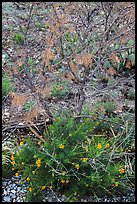 Wildflowers and shrubs. Carlsbad Caverns National Park ( color)