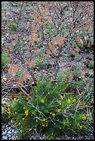 Wildflowers and shrubs. Carlsbad Caverns National Park, New Mexico, USA. (color)