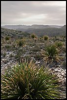 Yuccas, sky darkened by wildfires. Carlsbad Caverns National Park, New Mexico, USA. (color)