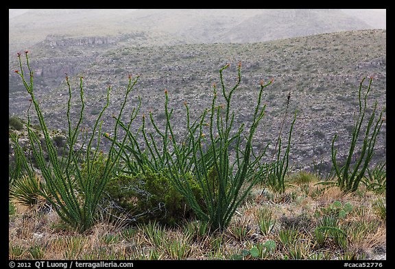 Ocotillos and slopes, Rattlesnake Canyon. Carlsbad Caverns National Park, New Mexico, USA.