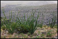 Ocotillos and slopes, Rattlesnake Canyon. Carlsbad Caverns National Park ( color)