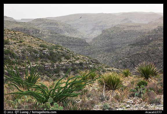 Rattlesnake Canyon. Carlsbad Caverns National Park, New Mexico, USA.