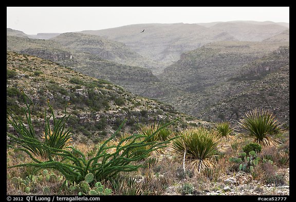 Rattlesnake Canyon. Carlsbad Caverns National Park (color)