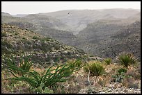 Rattlesnake Canyon. Carlsbad Caverns National Park, New Mexico, USA. (color)