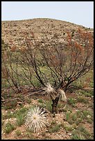 Burned yuccas and trees. Carlsbad Caverns National Park, New Mexico, USA. (color)