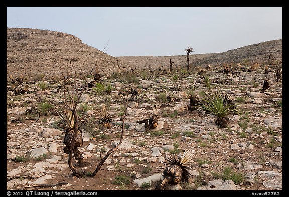 Burned desert. Carlsbad Caverns National Park (color)