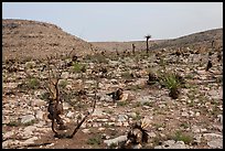 Burned desert. Carlsbad Caverns National Park, New Mexico, USA. (color)