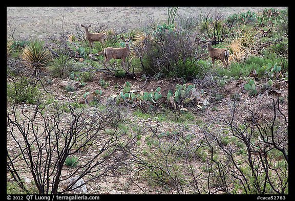 Deer in desert landscape. Carlsbad Caverns National Park, New Mexico, USA.