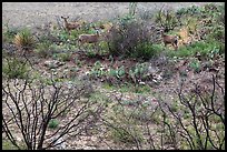 Deer in desert landscape. Carlsbad Caverns National Park, New Mexico, USA. (color)