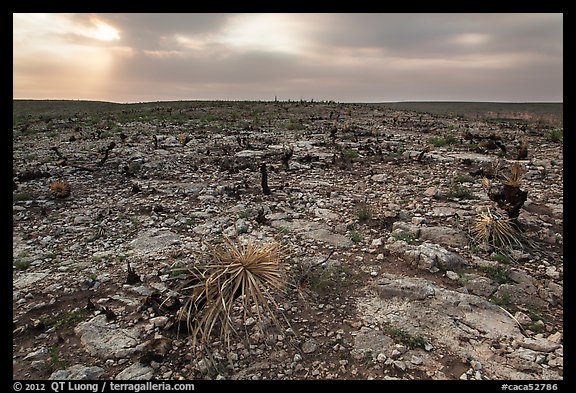 Burned desert vegetation. Carlsbad Caverns National Park, New Mexico, USA.