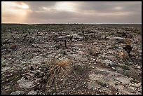 Burned desert vegetation. Carlsbad Caverns National Park ( color)