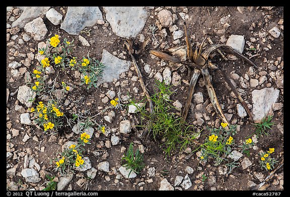 Close-up of flowers and burned desert plants. Carlsbad Caverns National Park (color)