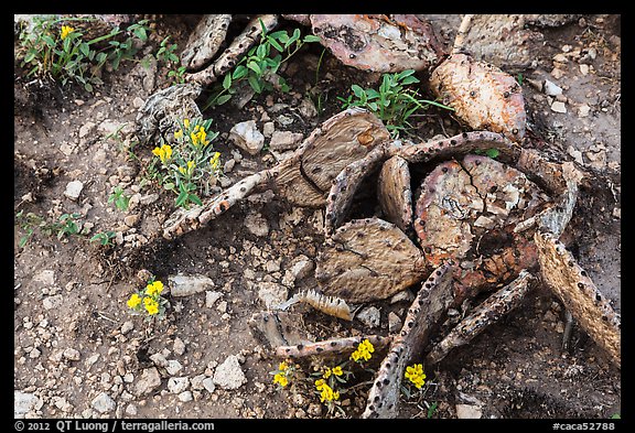 Close-up of flowers and dead cactus. Carlsbad Caverns National Park (color)