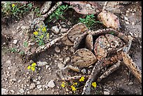 Close-up of flowers and dead cactus. Carlsbad Caverns National Park, New Mexico, USA. (color)