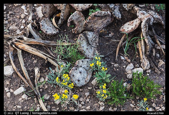 Close-up of flowers and burned cactus. Carlsbad Caverns National Park, New Mexico, USA.